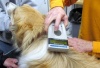Порядок регистрации (перерегистрации) домашних животных на территории Ханты-Мансийского автономного округа - Югры 
